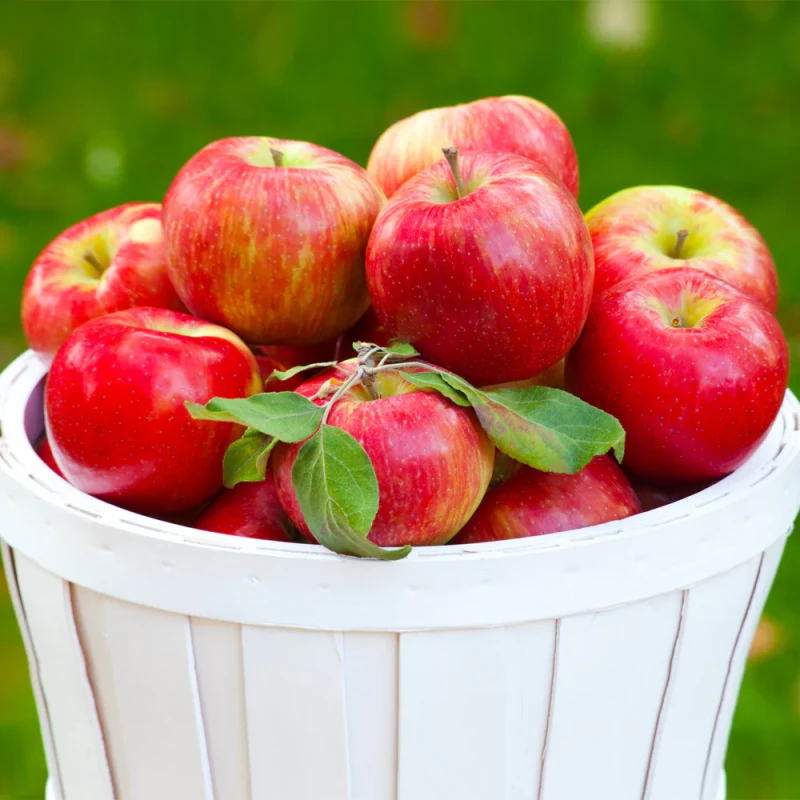 Honeycrisp Apples
